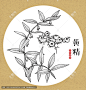 黄精 黄精子 黄精线描 龙衔 中草药包装插画 中药插画 姜形黄精 手绘中草药 手绘黄精 本草图谱 本草纲目 百草集 线描鸡头黄精 线描黄精 鸡头黄精