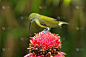 小spiderhunter