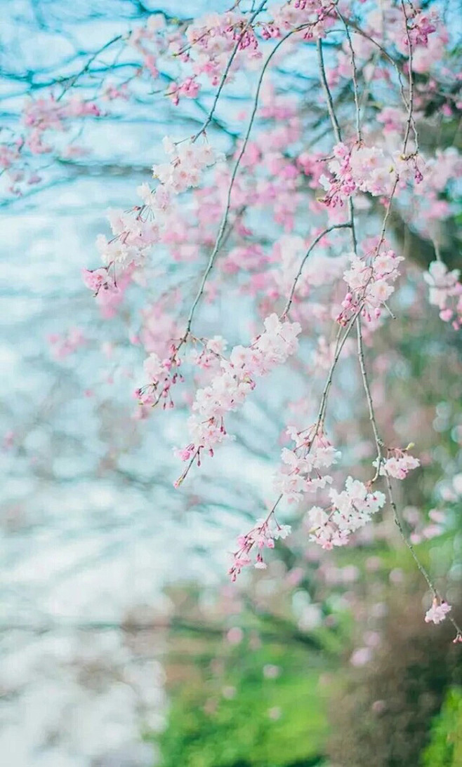 樱花季，樱花祭