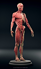 Ecorche, Vladislav Laryushin : Hello! Studying the anatomy, decided to blind the Ecorche. I tried to work out each muscle separately. This is a pretty useful practice. After molding, a lot of body orientations settled in my head, which will help me in fut