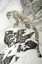 ※༺༻※Snow Leopard ※༺༻※