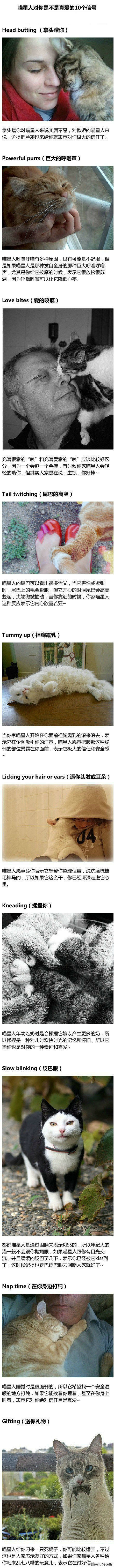 喵星人对你是真爱的10个信号~——「猫儿...