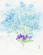 那些花儿-叶蓝星_水彩  花卉  涂鸦  插画_涂鸦王国插画