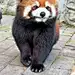 不是浣熊！丨 小熊猫-短短 丨 食肉目→小熊猫科→小熊猫属→小熊猫 丨 别名：红熊猫  / 九节狼