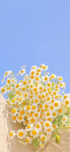 濪桴采集到花花