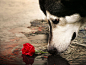 水红色的动物狗伤心沙哑的玫瑰 - 壁纸