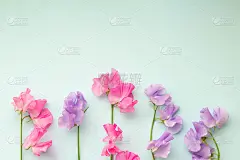 素色浅蓝色底色，粉红色和紫色的甜豌豆色