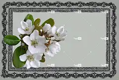 贺卡 白色的 自然 花 蕾丝 框架