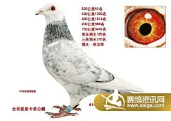 北京爱亚卡普530公里51－100名获奖鸽照片_公棚动态_北京爱亚卡普翠微信鸽有限公司 - 赛鸽资讯网