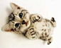 猫 - Google 搜索