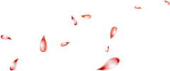 calla1213采集到【素材】花瓣、漂浮PNG