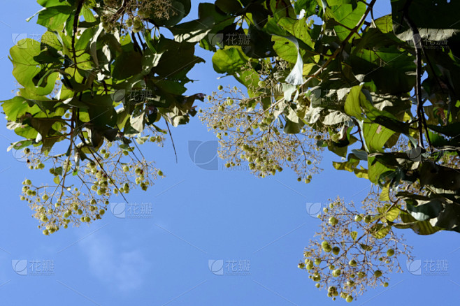 植物,种子,水平画幅,重新造林,户外,干的,柚木树,泰国,果园,抱着树
