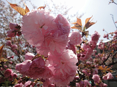 〆流年亦夢╮采集到花卉•八重樱