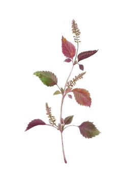 Monologuehuaban采集到菜品