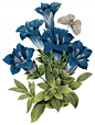 国外手绘植物花朵大全图片_1665x2200
点击浏览下一张：国外手绘植物花朵大全图片