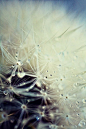 dandelion