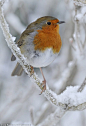 Robin Redbreast