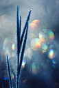 Bokeh : Photo series wrapped around the theme of bokeh - one of my most photographed motif in nature.