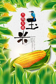 玉米 【酷图网】玉米,熟玉米,生玉米,玉米广告,玉米宣传,玉米海报,玉米挂图,水果玉米,玉米地,苞米,苞米地,糯玉米,香甜玉米,玉米种子图片,嫩玉米海报,鲜玉米,种子传单,玉米种子传单,玉米种子,种子宣传单,玉米包装,玉米展板,化肥海报,种子化肥,玉米化肥海报,苞米种子,苞米种子传单,五谷杂粮,生态玉米,牛奶玉米