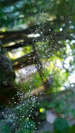 壁纸
