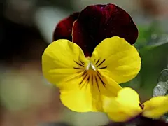 超好看电脑桌面壁纸_百度图片搜索