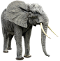 大象PNG