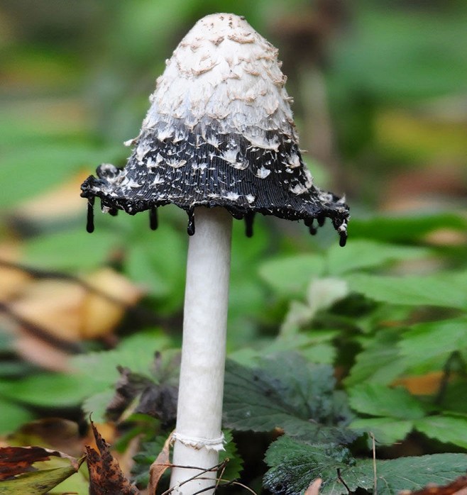 不寻常的美丽和性感：20种罕见蘑菇 : ...