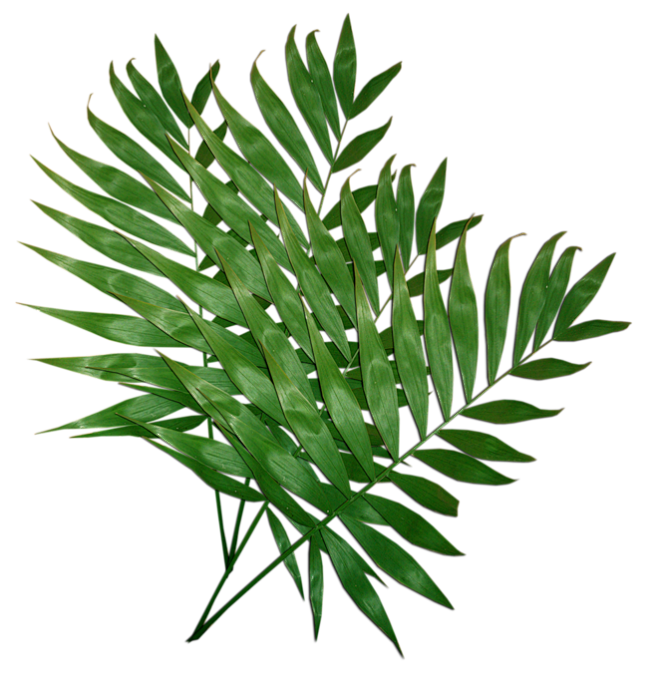 热带植物绿植插画树叶叶子水彩树叶手绘pn...