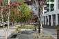 宪法大道林荫景观，澳大利亚堪培拉 / Jane Irwin Landscape Architecture : 林荫大道提升城市的景观体验和组织方式。