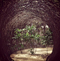 waaaat? | Rattan Tunnel at Bacanalia by Natalia Ortega Gámez and Jose Thén | Architecture