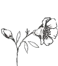 唯美手绘素描天鹅花卉植物字母婚礼请柬卡片装饰元素免扣PNG图案 (52)