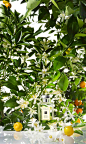 Gel Moussant Orange Blossom | Jo Malone : Un jardin luxuriant. La fleur de clémentine pétille au sein d’un cœur composé de fleur d’oranger et de nénuphar sur un fond pétulant d’iris et de vétiver balsamique. Une merveille. La mousse riche et onctueuse du