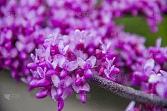 紫荆属植物的花朵