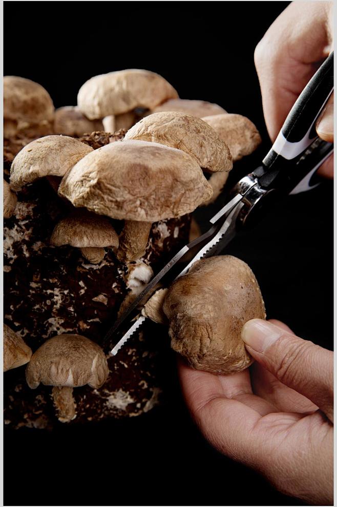 经典蘑菇火锅菜品图片