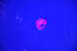 水母（Jelly Fish）