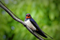 swallow-3439543_960_720