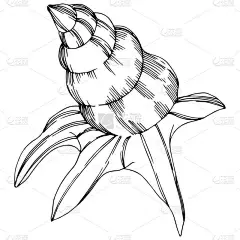 矢量夏季海滩贝壳热带元素。黑白雕刻水墨艺术。隔离外壳插图元件.