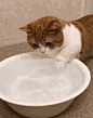 工头
正在努力上班的猫猫