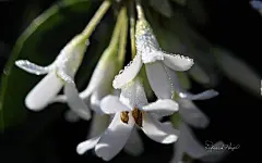 《春暖花开》第二辑 花蕾花瓣摄影宽屏壁纸(壁纸12)