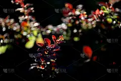 小檗的新鲜枝条。