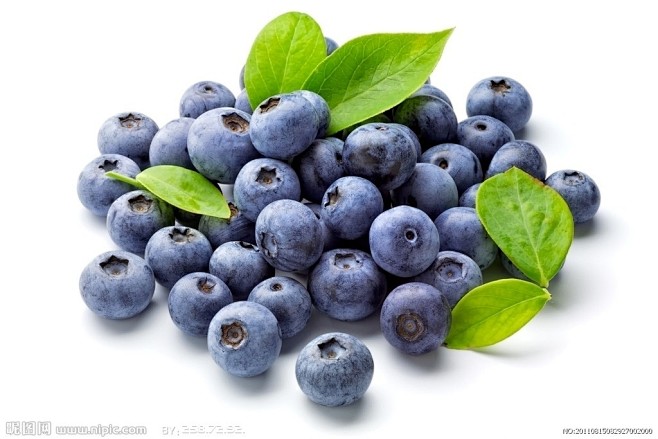 蓝莓 - 必应 Bing 图片