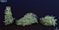 Trine 4 plant models