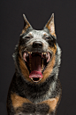 Laughing vagabond by Elke Vogelsang on 500px