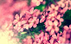 花海唯美意境高清壁纸 -ZOL桌面壁纸