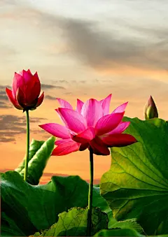 荷 花