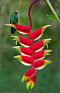 Green-Crowned Brilliant on Lobster Claw Heliconia