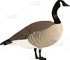 鸟类,分离着色,加拿大黑雁,一个物体,几何形状,野生动物,肖像,加拿大,小的,动物