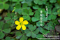 #花卉小百科#【黄花酢(cù)浆草】 被子植物门 ，双子叶植物纲，牻牛儿苗目，酢浆草科，酢浆草属 拉丁学名：Oxalis pes-caprae L. 拍摄地：东山