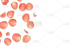 在感光焦点一堆甜橙色玫瑰花冠在白色孤立的背景