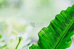 燕窝蕨或窝蕨的绿叶